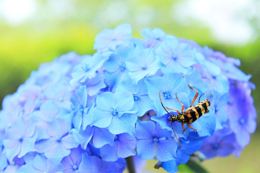 紫陽花