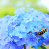 紫陽花
