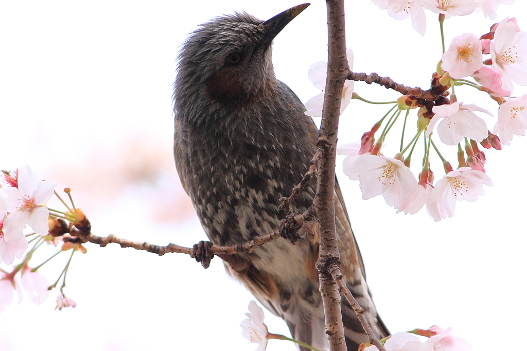 上飯田｜ヒヨドリと桜