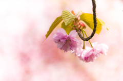 上飯田｜八重桜