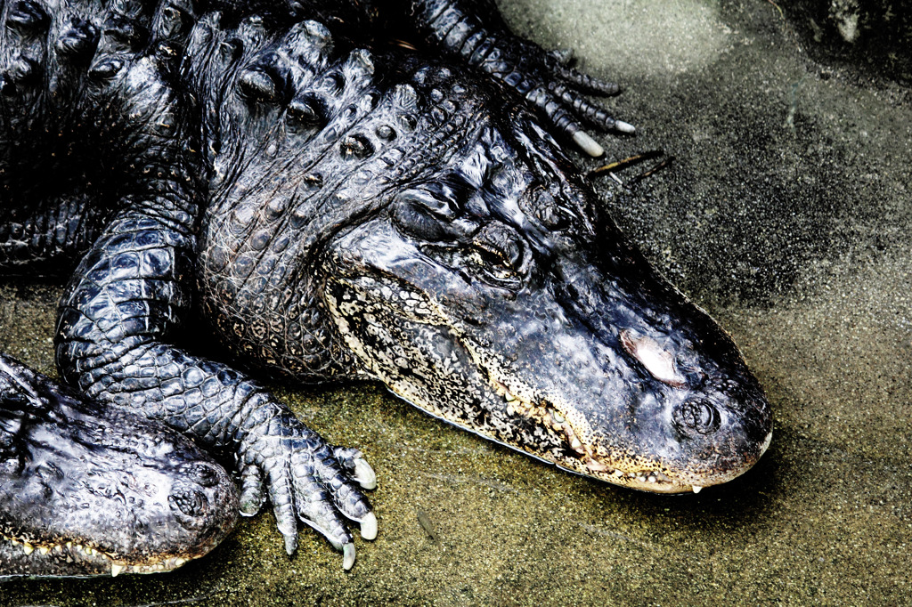 Alligator