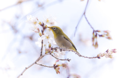 上飯田｜桜とメジロ