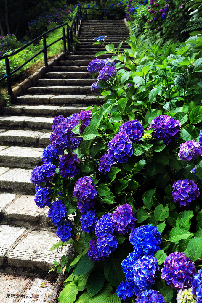 明治村の紫陽花　其の弐