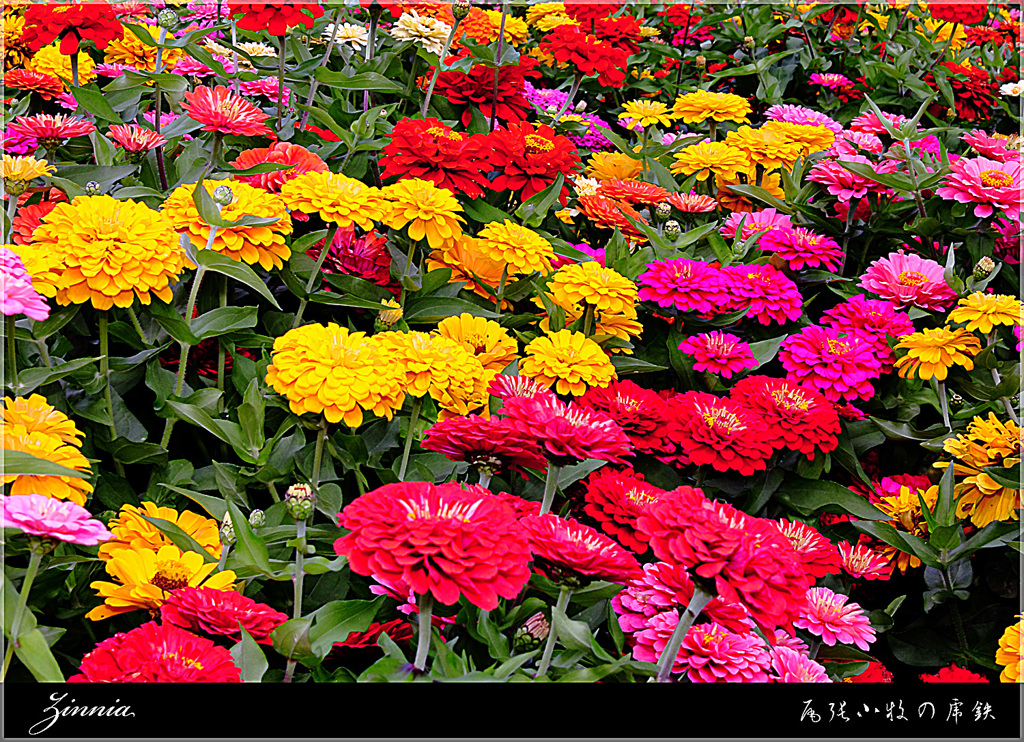 Zinnia
