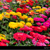 Zinnia