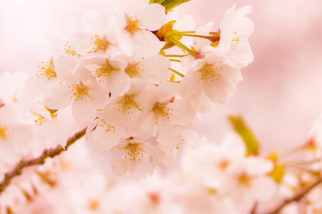上飯田｜桜