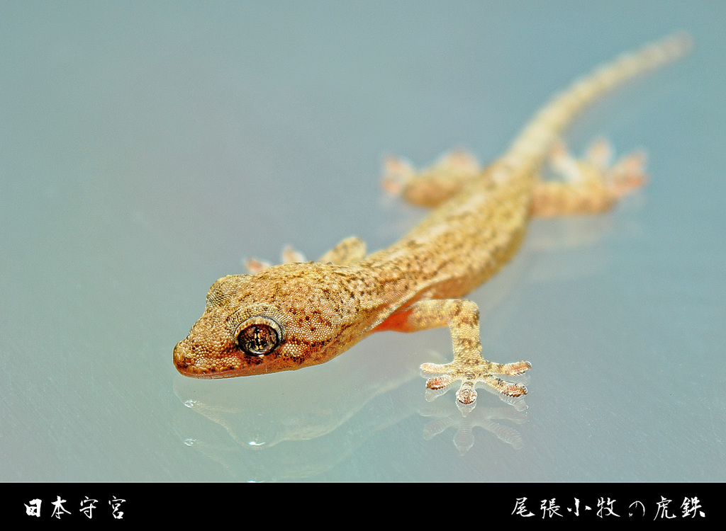 ニホンヤモリ（日本守宮、Gekko japonicus）