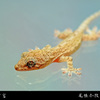 ニホンヤモリ（日本守宮、Gekko japonicus）