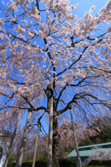 明治村｜桜