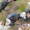 上飯田｜ヒヨドリと桜