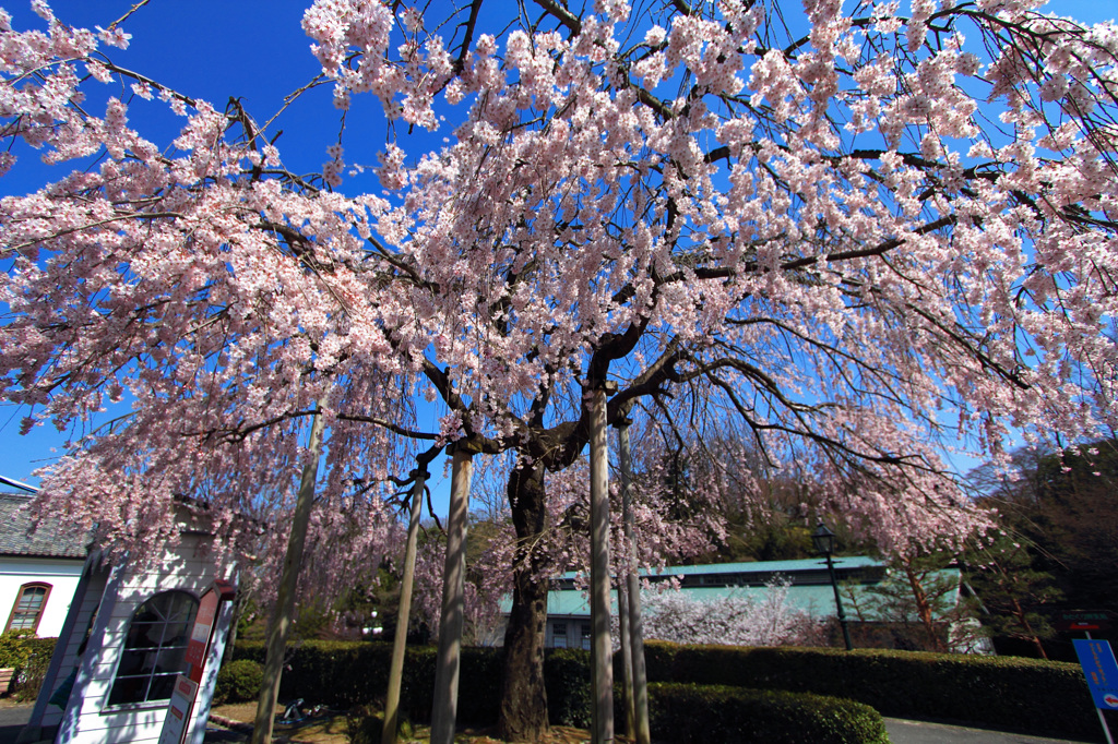 明治村｜桜