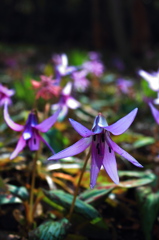 明治村｜かたくりの花