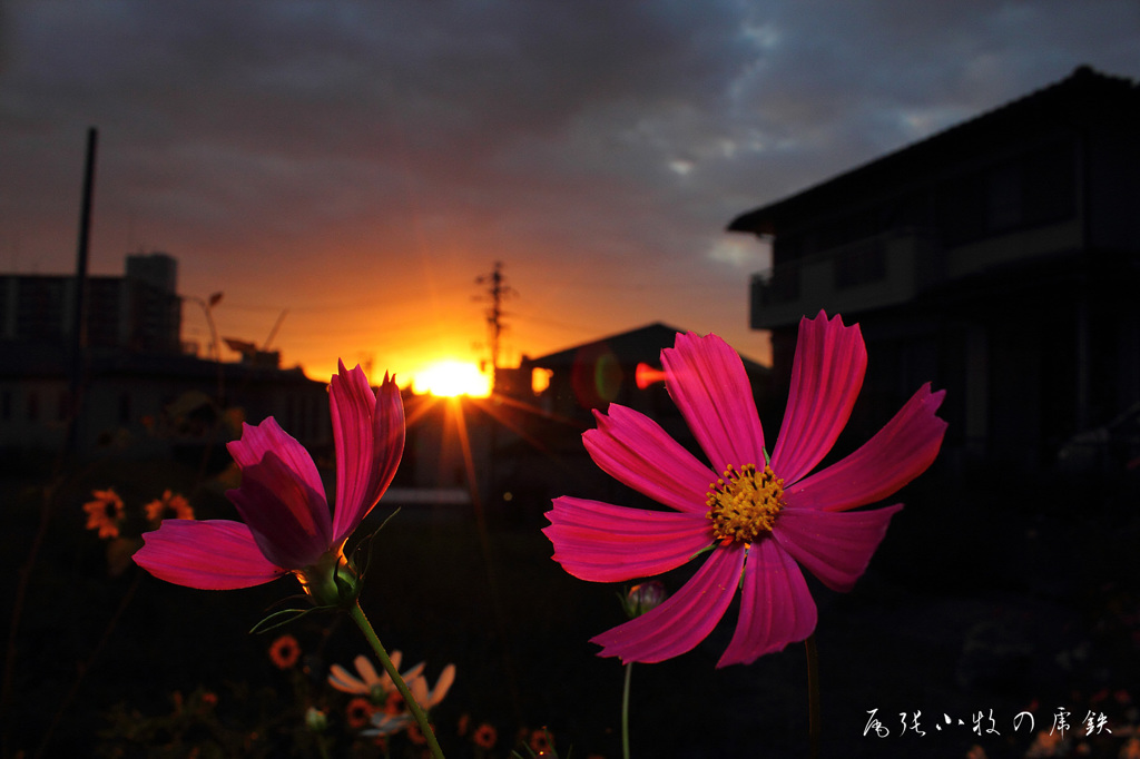 夕日とコスモス