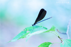 羽黒蜻蛉