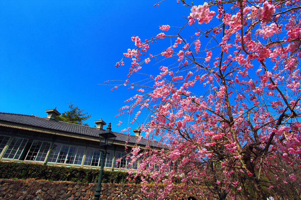 明治村｜桜