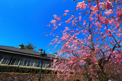 明治村｜桜