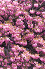 上飯田｜八重桜