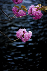 上飯田｜八重桜