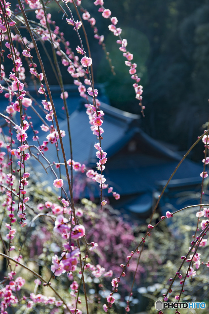 大縣神社梅まつり