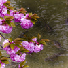 上飯田｜八重桜と鯉