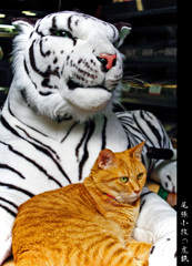 虎と猫