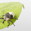 weevil