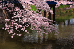 上飯田｜桜