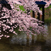 上飯田｜桜