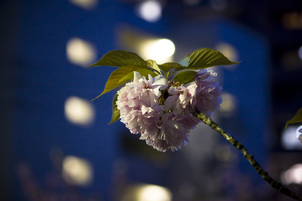 八重桜