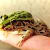 トノサマガエル