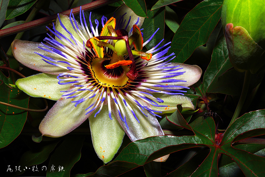 Passion flower