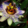 Passion flower