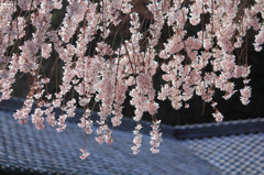 明治村｜桜