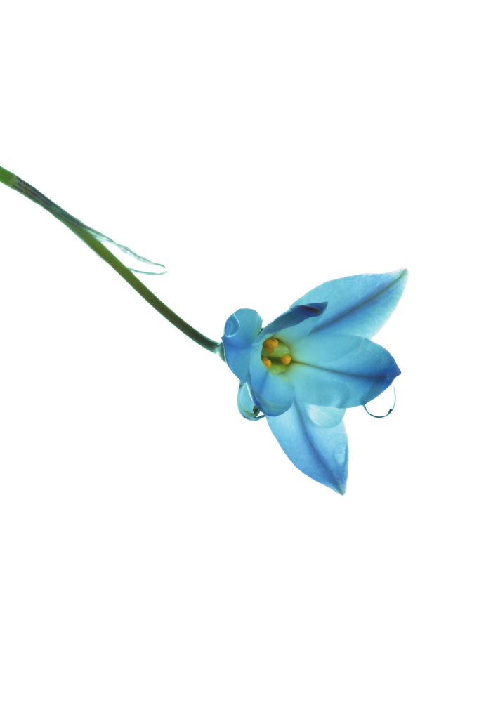 花ニラ
