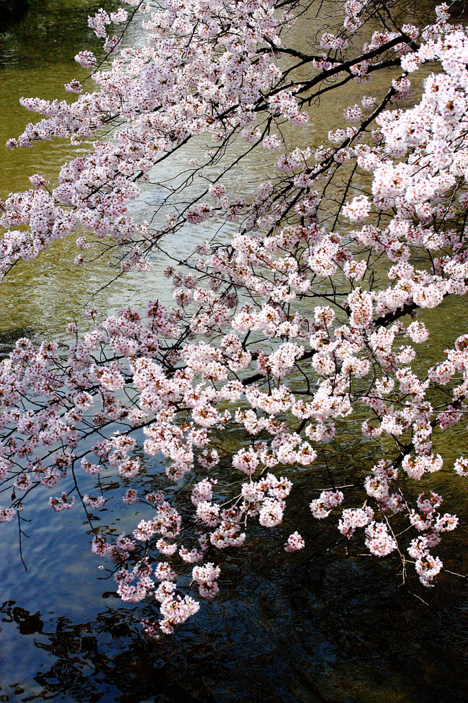 上飯田｜桜