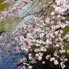 上飯田｜桜