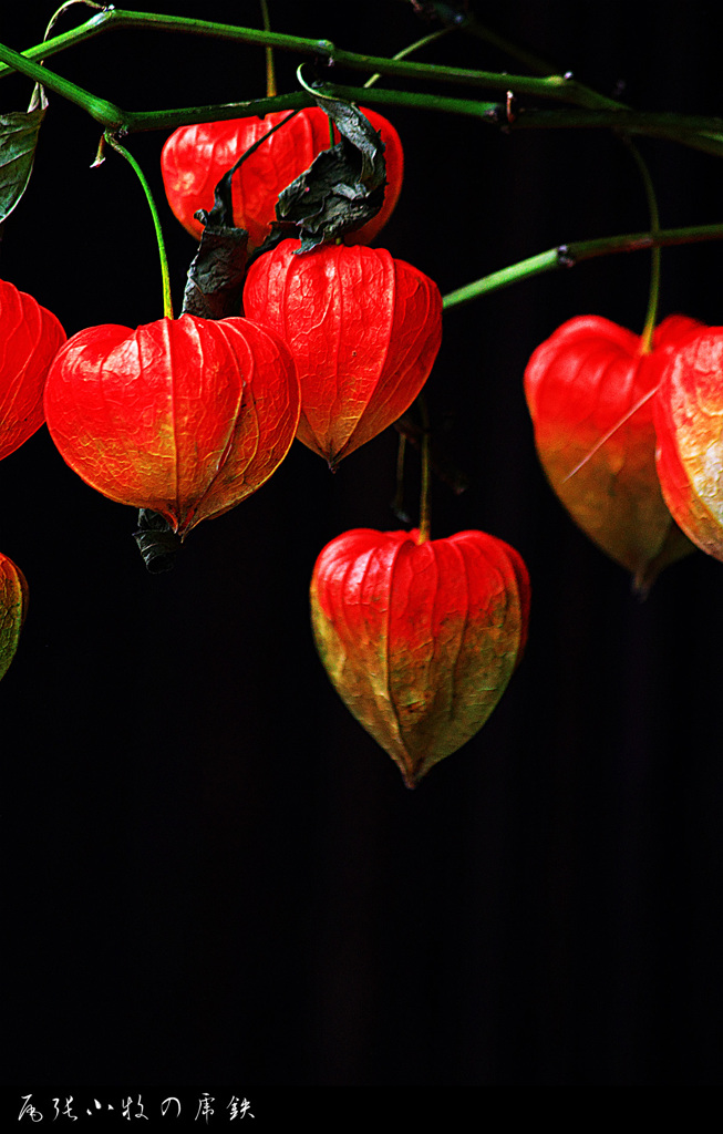 鬼灯／Winter Cherry