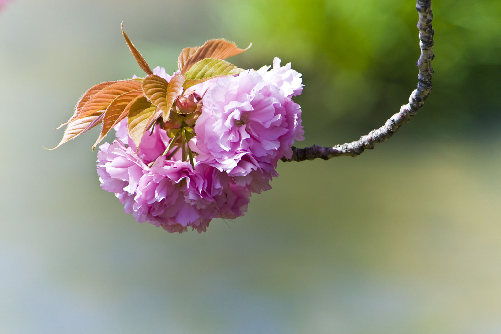 上飯田｜八重桜