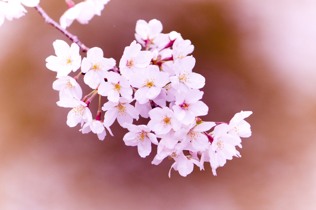 上飯田｜桜