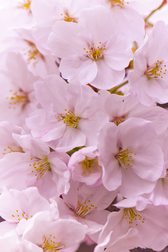 上飯田｜桜