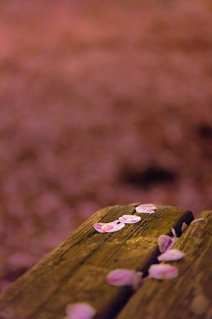 散行く桜