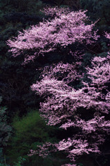 小牧山｜桜