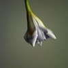 著莪の蕾