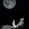 月夜の蟷螂