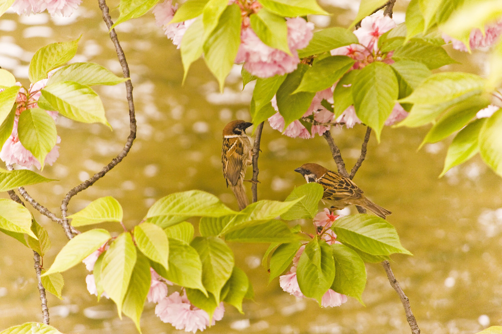 八重桜と雀
