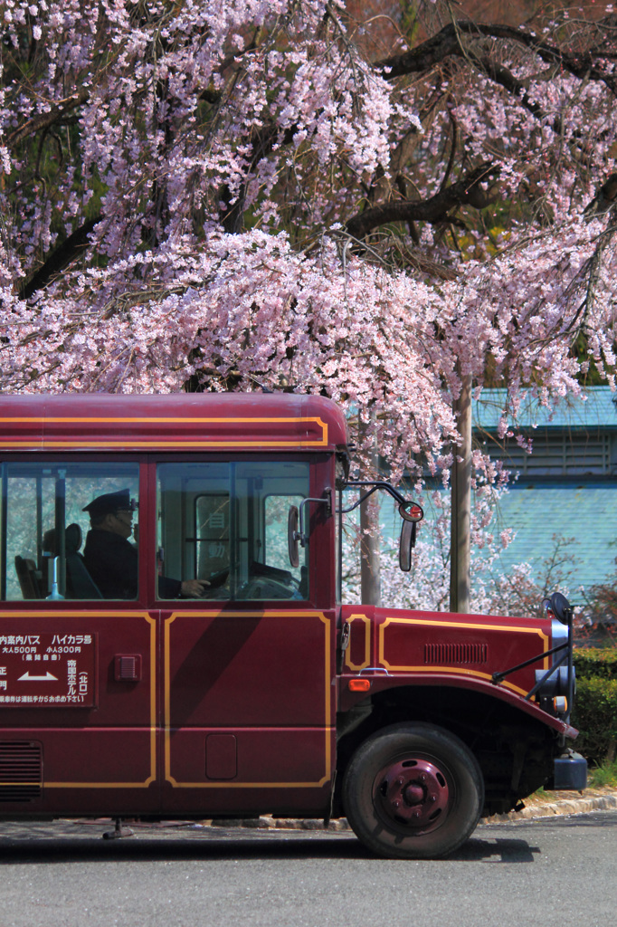 明治村｜桜と村営バス