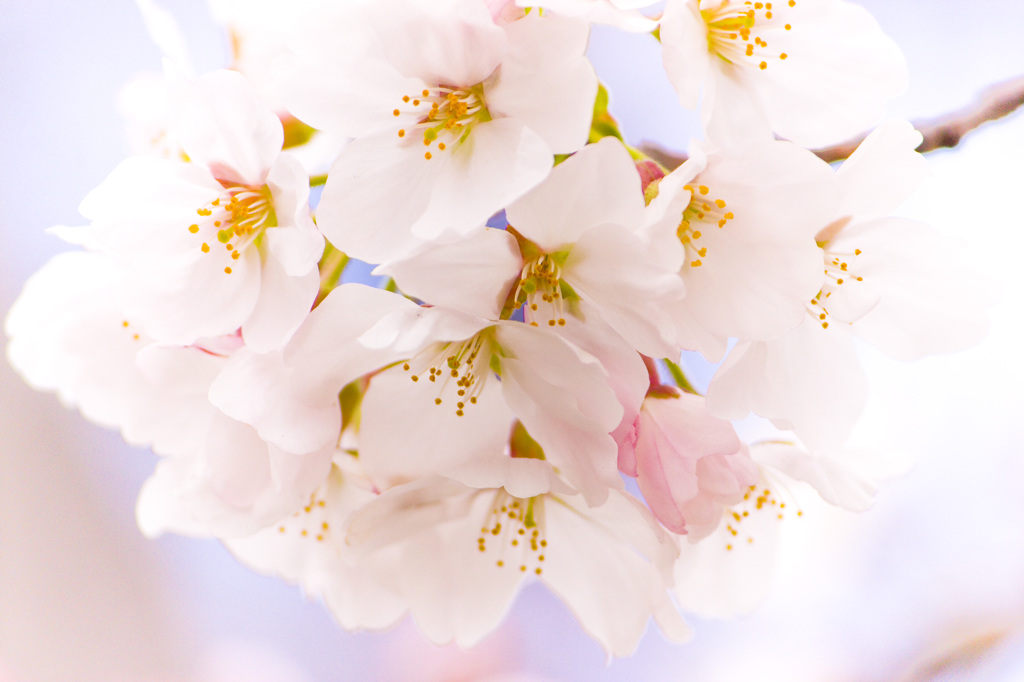 上飯田｜桜