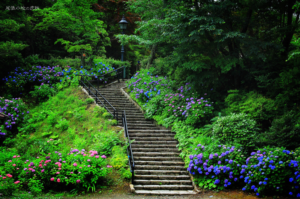 明治村の紫陽花　其の壱