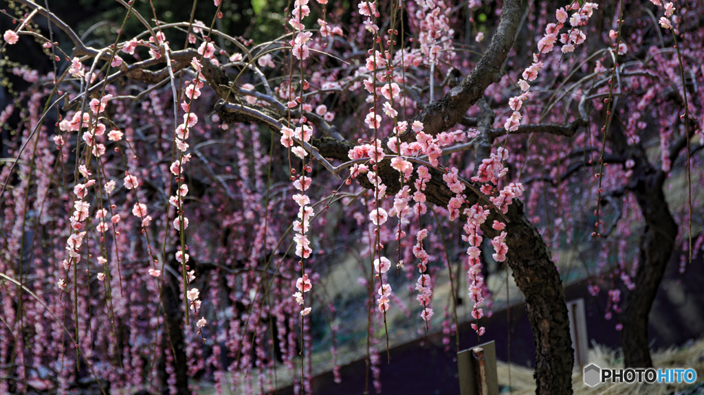 大縣神社梅まつり