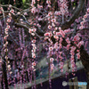 大縣神社梅まつり